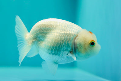 Buffalo Ranchu Femelle 4 pouces #0414RC_21