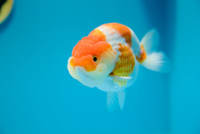 Super Sakura Lionchu 4,5-5 pulgadas Macho #7