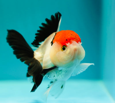 Mâle Tancho Tricolor Oranda de catégorie spéciale A 4-4,5 pouces #0324OR_12