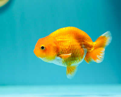 Buffle thaï Ranchu mâle 3,5 pouces #0310RC_12