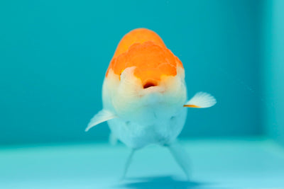 Buffalo Ranchu Femelle 4 pouces #0317RC_27