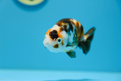 Vaca tricolor ranchu hembra 4-4,5 pulgadas #1118RC_15