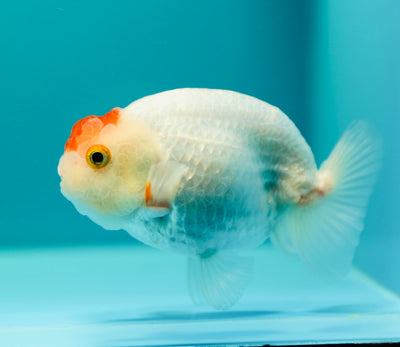 Tancho Fluffy Buffalo Ranchu Femelle 4-4,5 pouces #0317RC_20