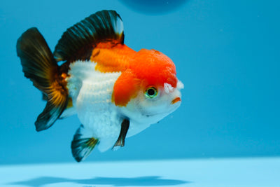 Yuanbao Female 4.5-5 inches #0112YB_12