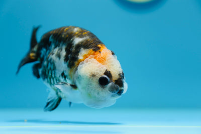 Macho Calico Ranchu de 5 a 5,5 pulgadas n.° 1118RC_06