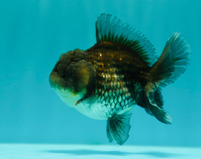 Yuanbao Kirin Mâle 4 pouces #0303YB_03