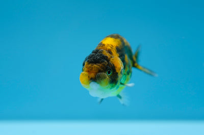 Tigre Lionchu de 3 a 3,5 pulgadas #0112RC_18