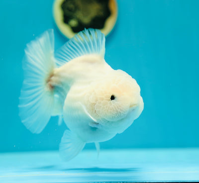 Yuanbao Blanche Neige Mâle5-5,5 pouces #0303YB_06