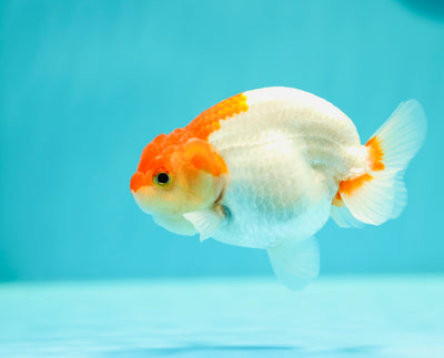 Buffle thaï Ranchu mâle 3,5-4 pouces #0310RC_14