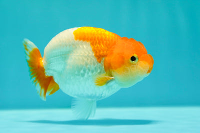 Buffle thaï Ranchu femelle 3,5-4 pouces #0310RC_06