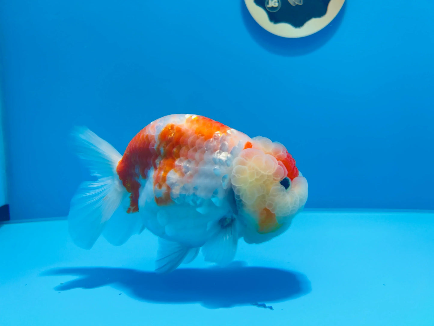 #12 Super Sakura lionchu