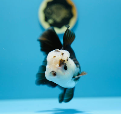 AAA Oranda 5-5,5 pouces #0106OR_06