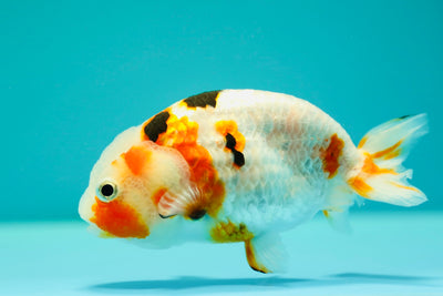 Ranchu Tricolor Female 4.5-5 inches #0317RC_03