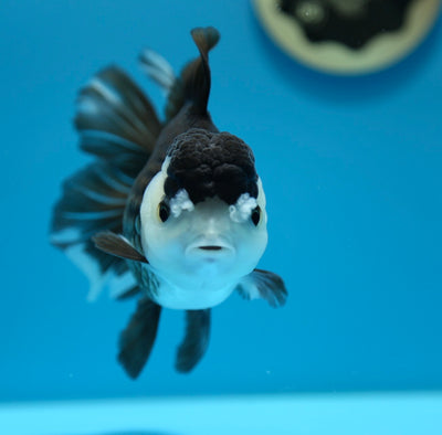 AAA Panda Oranda Femelle 5-5,5 pouces #0112OR_22