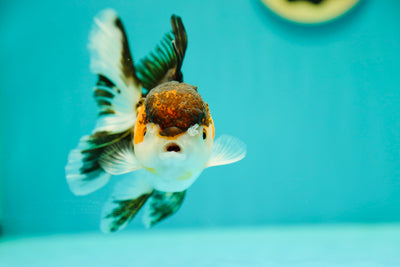 Tricolor Oranda Female 4.5 inches #0407OR_03