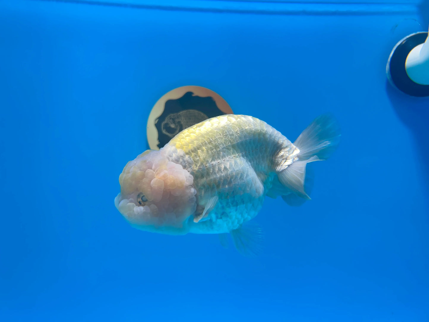 #14 Super Lavender Lionhead Ranchu