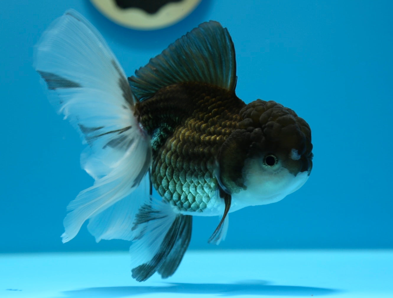 Hojatxonada yashirin xavfsizlik kamerasi Stallone bilan porno videolar