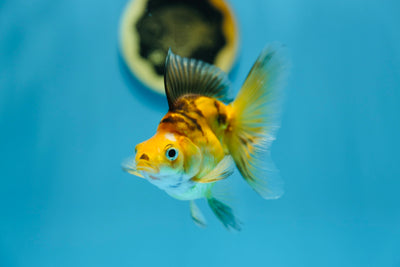 Ruykin Broadtail Femelle 3,5-4 pouces #1223RK_17