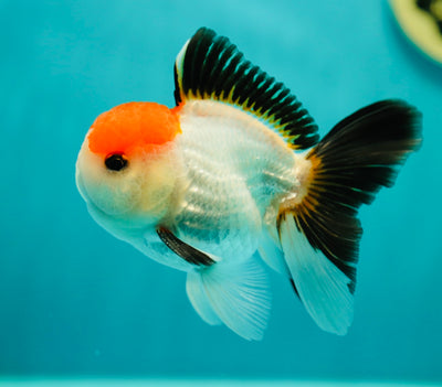 Tricolor Oranda Male 4-4.5 inches #0407OR_06