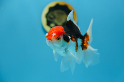 Super Tricolor Oranda Male 4.5-5 inches #1109TO_05