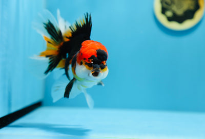 AAA Super Oranda Tricolor 5-5,5 pouces Mâle #1209_09