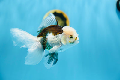 AAA Oranda Panda 5-5,5 pouces Mâle #1209_07