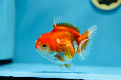 AAA Yuanbao Rojo Blanco Hembra 4-4,5 pulgadas #1201_17