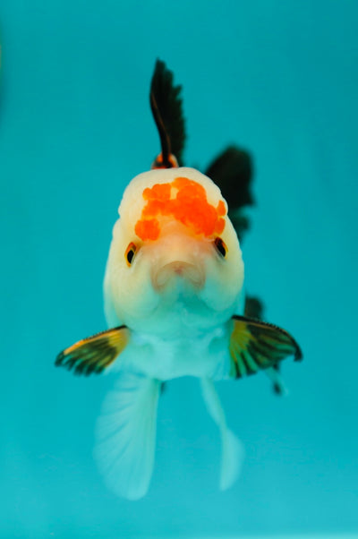Tricolor Oranda Male 4.5 inches #0407OR_07