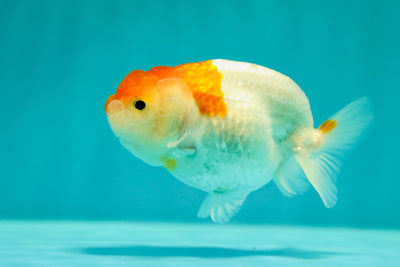 Buffalo Ranchu Femelle 3,5 pouces #0324RC_10