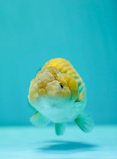 RARE Couleur Thai Buffalo Ranchu Mâle 4,5 pouces #0310RC_22