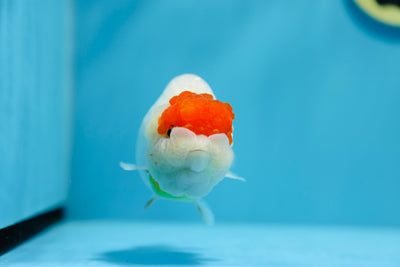 Hembra de Tancho Ranchu color rojo y blanco AAA de 4,5 a 5 pulgadas, n.° 1201_07