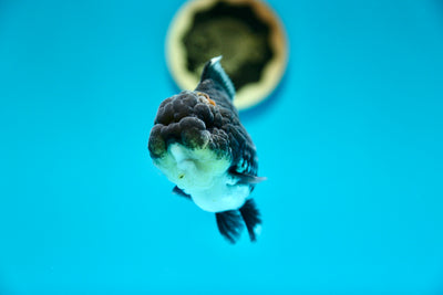 Yuanbao Kirin Female 4-4.5 inches #0203YB_02