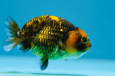 Lionchu Tiger 3-3,5 pouces #0119RC_11