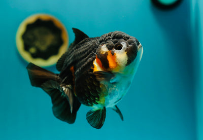 Femelle tricolore Yuanbao 4,5 pouces #0303YB_05