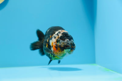 Macho Calico Ranchu de 5 a 5,5 pulgadas n.° 1118RC_04