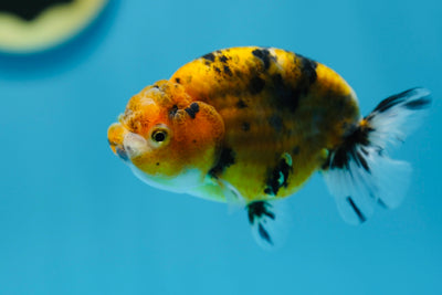 Super Tiger Lionchu 3,5-4 pouces #1223RC_12