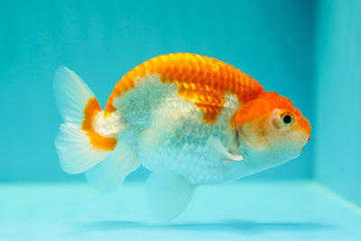 Buffalo Ranchu Mâle 4-4,5 pouces #0414RC_20