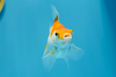 Ruykin Broadtail Femelle 3,5-4 pouces #1223RK_20