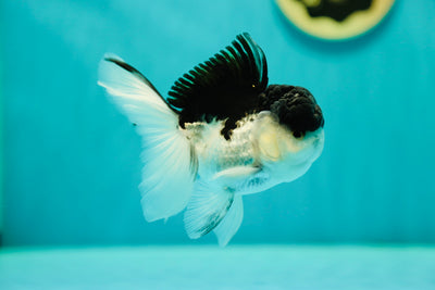 Panda Oranda Macho 4.5 pulgadas #0407OR_05