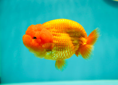 LionQueen Super Red de catégorie A 4,5 pouces #0414LC_06