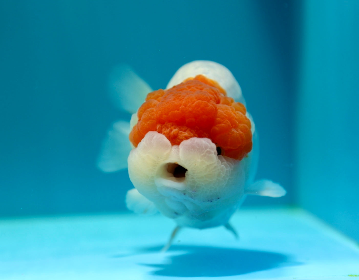 Super LionKing AAA 5,5-6 pulgadas #0210RC_15