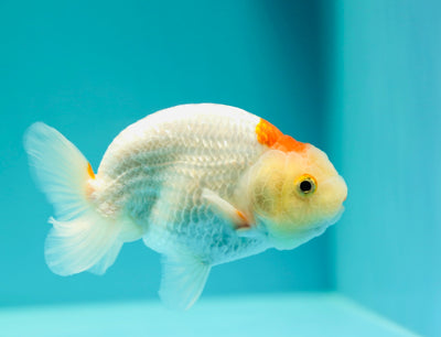 Rouge à lèvres Buffalo Ranchu mâle 4,5 pouces #0317RC_10