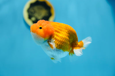 Hembra de raza AAA, color rojo y blanco, de 4,5 a 5 pulgadas, n.° 1201_09