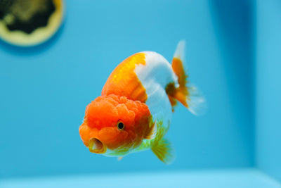 AAA Lionchu Red White Female 4.5-5 inches #1209_19