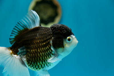 Oranda Panda Femelle 6 pouces #0210OR_14