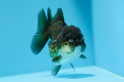 Panda Yuanbao AAA de 4 a 4,5 pulgadas hembra n.° 1209_01