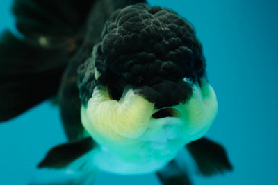 Femelle Bulldog Oranda de catégorie A 4-4,5 pouces #0331OR_03