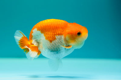 Cheeky Buffalo Ranchu Femelle 4 pouces #0317RC_23