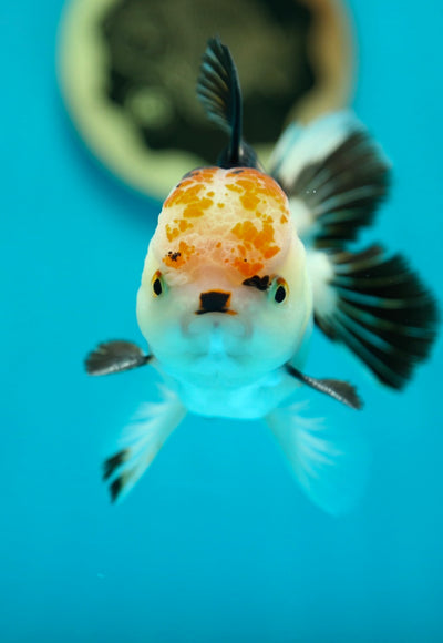 Mâle Oranda tricolore de catégorie A 4-4,5 pouces #0331OR_09