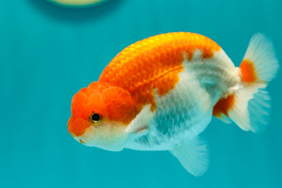 Buffalo Ranchu mâle 4 pouces #0324RC_02